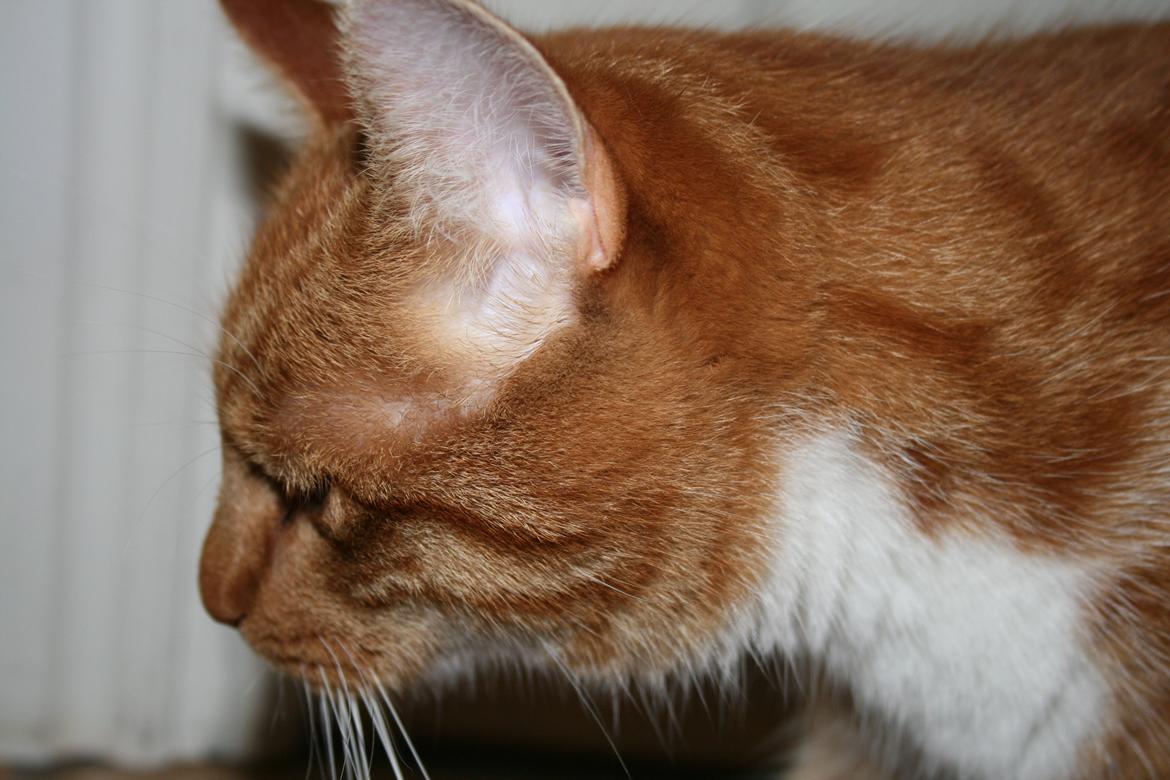 Huskat Alvin billede 1