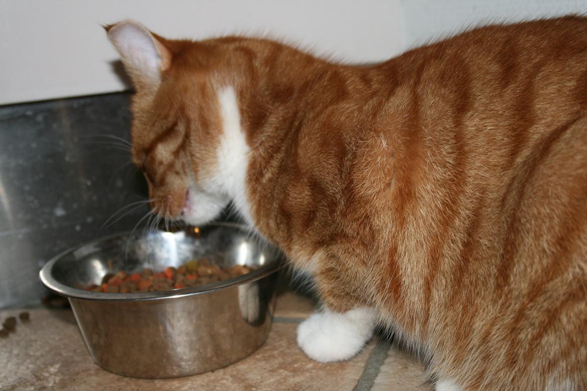 Huskat Alvin billede 2