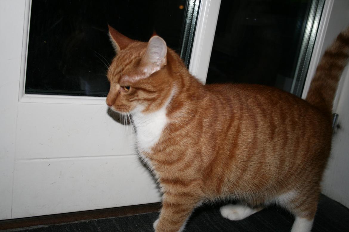 Huskat Alvin billede 3