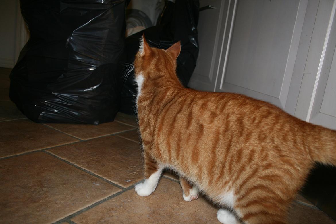 Huskat Alvin billede 4