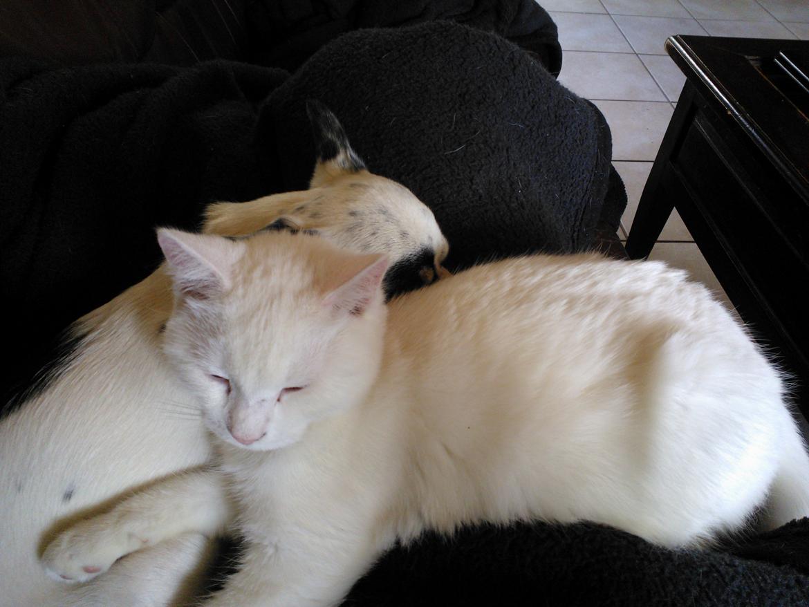 Blanding af racer Figaro - Putter lige op af bobo billede 9