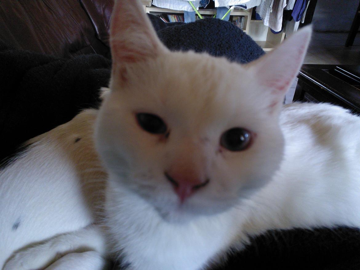 Blanding af racer Figaro - hej mor billede 10