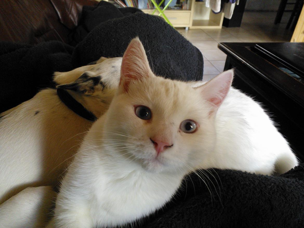 Blanding af racer Figaro - hej hej billede 11