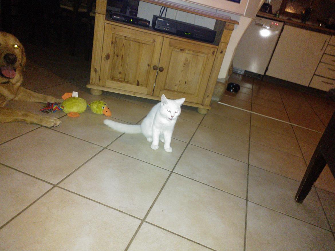 Blanding af racer Figaro - hvad skal man finde på af ballade? billede 12