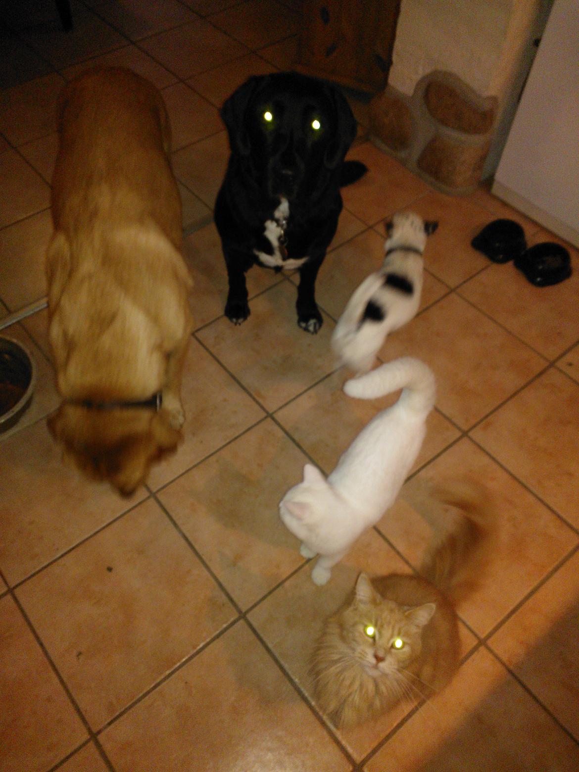 Blanding af racer Figaro - Vi tigger da ikke....hehe billede 13