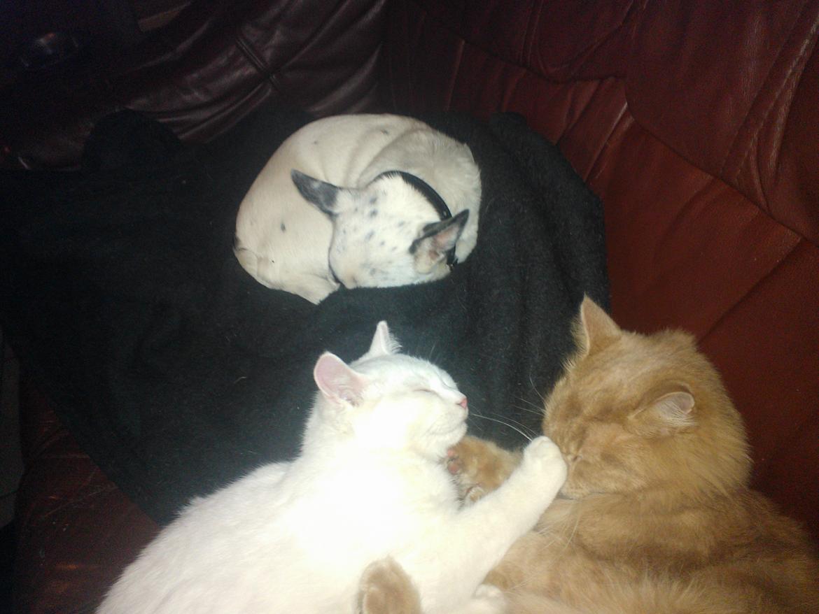 Blanding af racer Figaro - lige lille lur sammen med simba billede 14