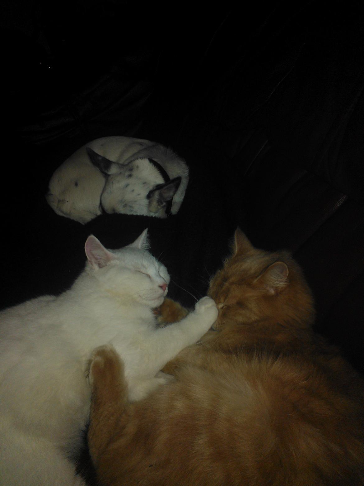 Blanding af racer Figaro - sove,det kan vi li billede 15