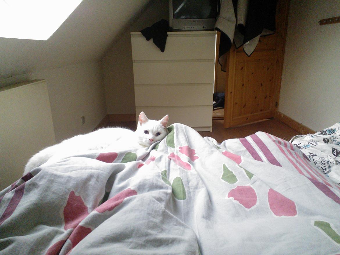 Blanding af racer Figaro - morgenhygge i sengen billede 16