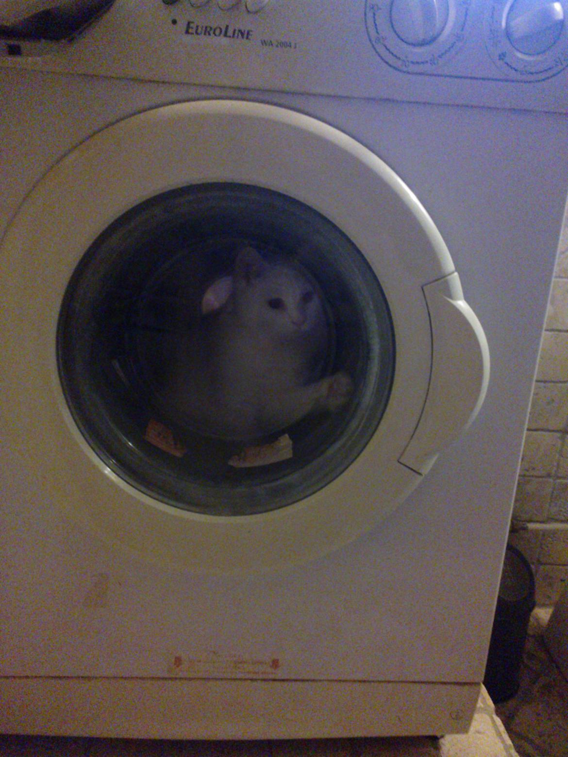 Blanding af racer Figaro - luk mig ud billede 17