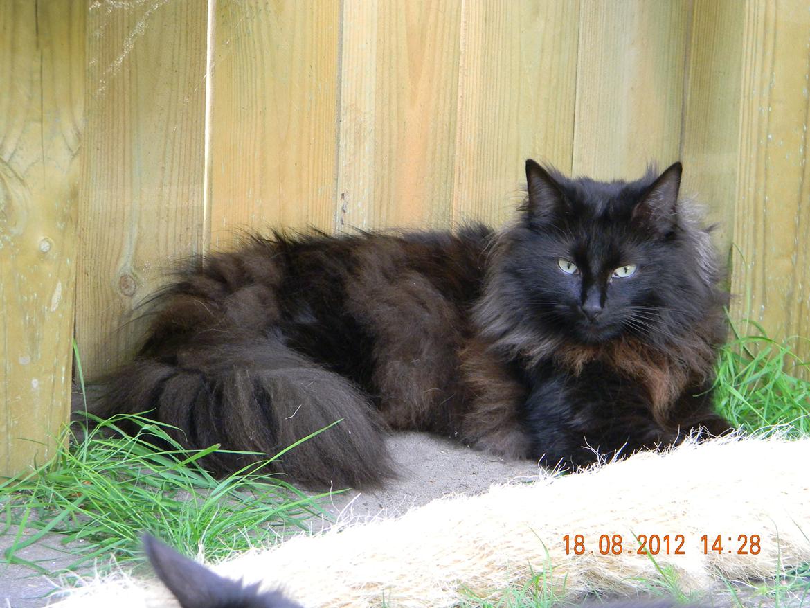 Norsk Skovkat CH DK Nobel-dream´s A Jump billede 16