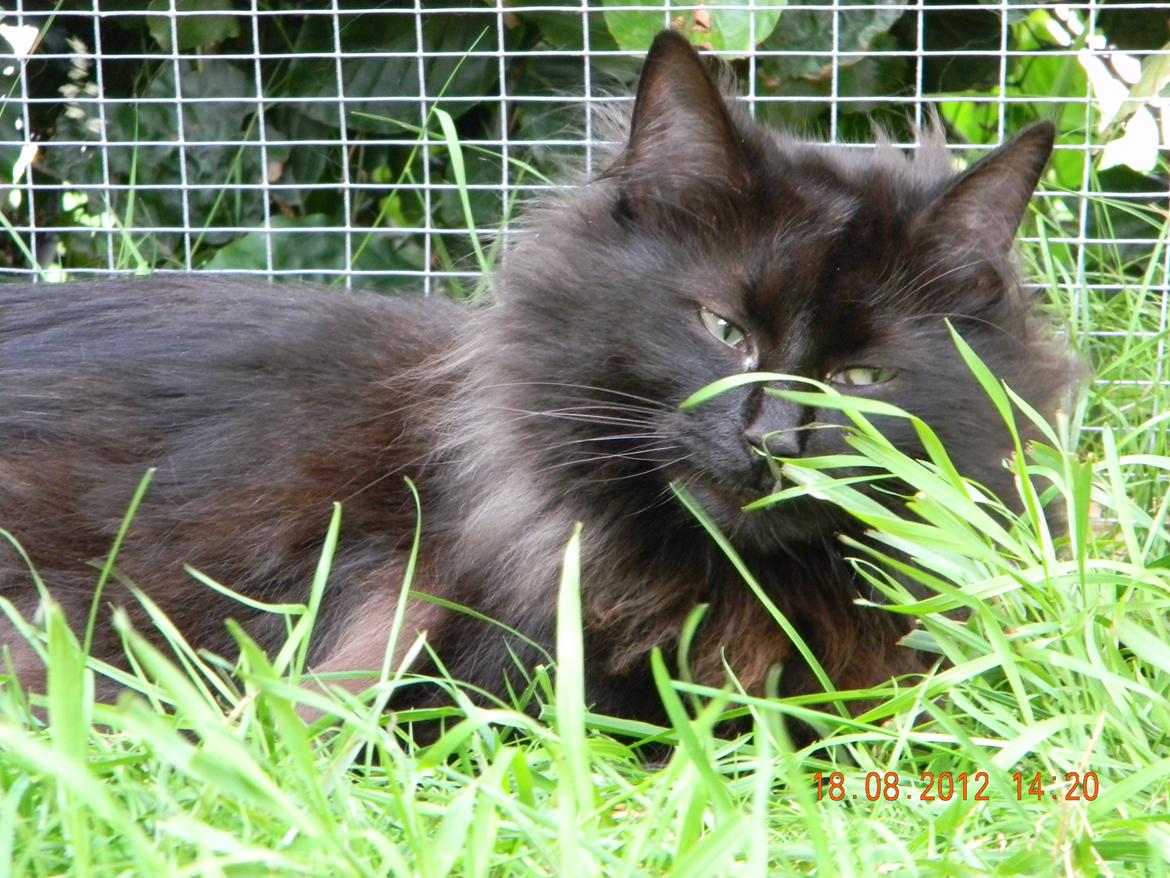 Norsk Skovkat CH DK Nobel-dream´s A Jump billede 14