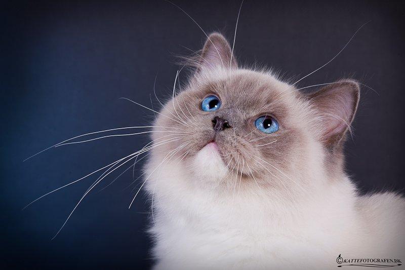 Ragdoll S* Gunbertus Echo JW billede 1