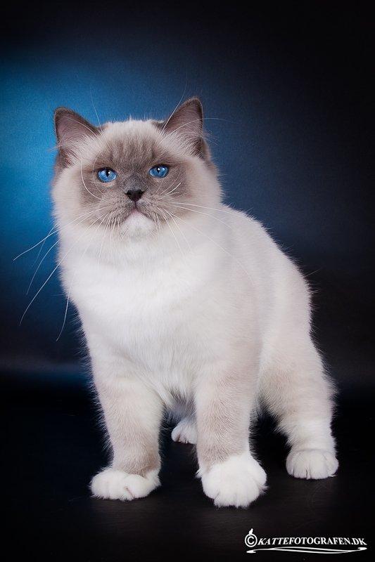 Ragdoll S* Gunbertus Echo JW billede 2