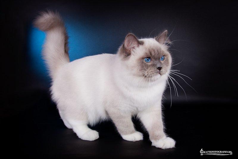 Ragdoll S* Gunbertus Echo JW billede 3