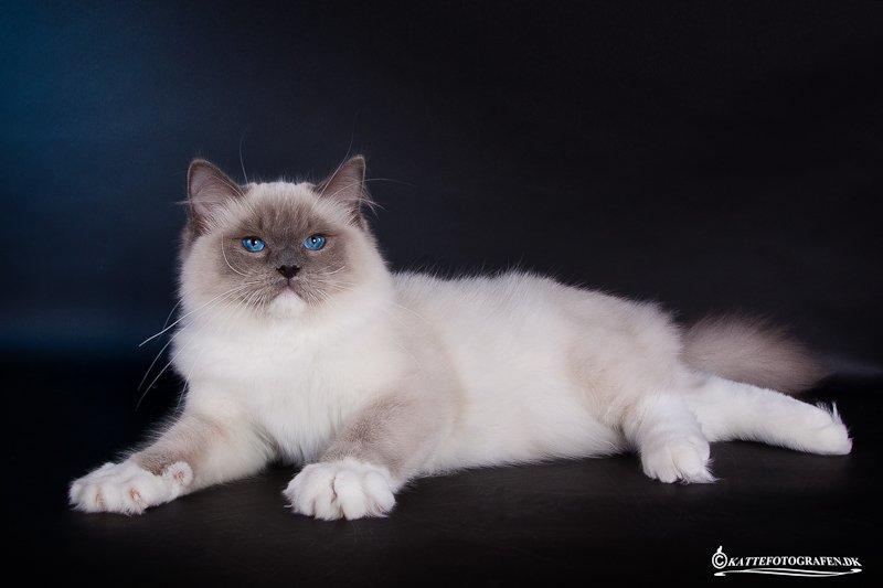 Ragdoll S* Gunbertus Echo JW billede 4