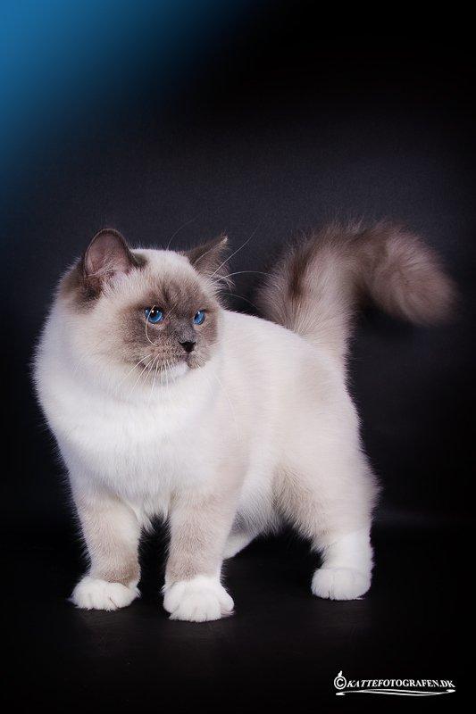 Ragdoll S* Gunbertus Echo JW billede 5