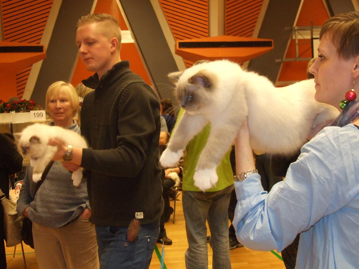 Ragdoll S* Gunbertus Echo JW billede 6
