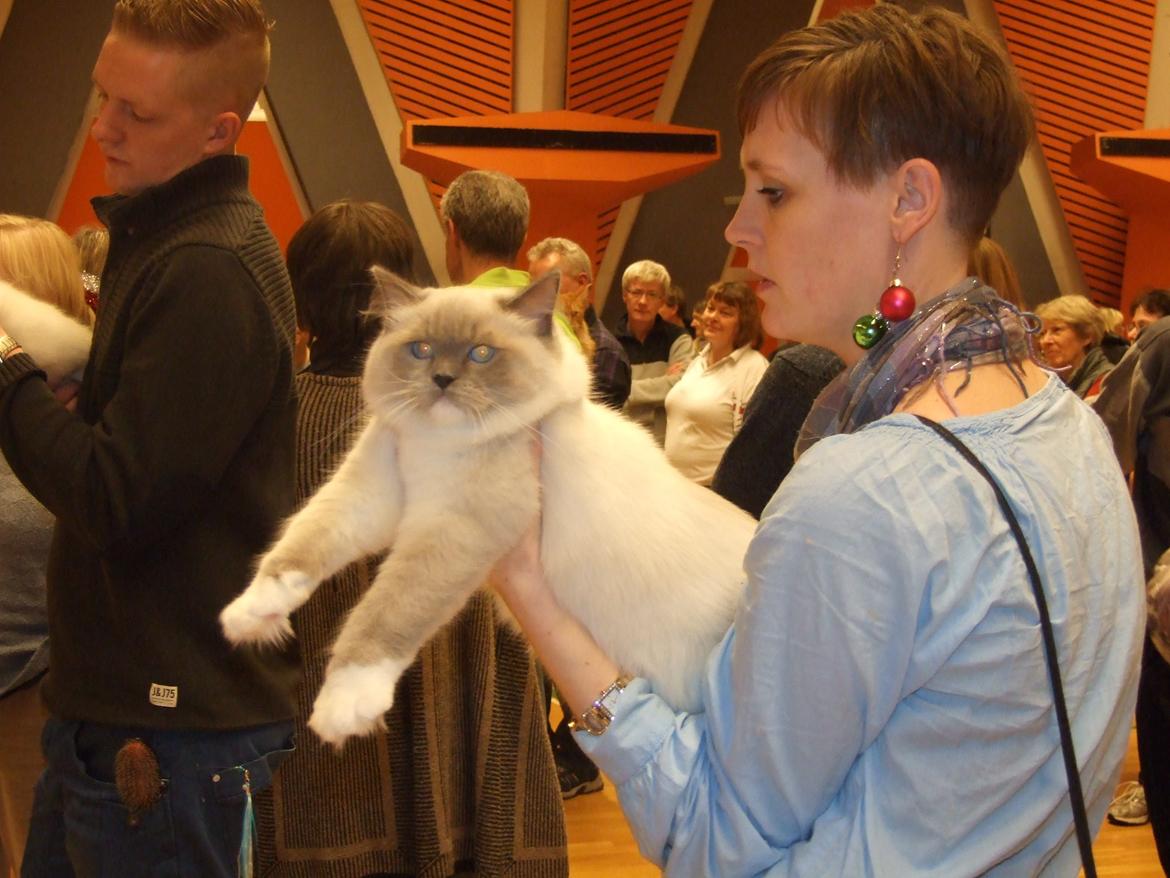 Ragdoll S* Gunbertus Echo JW billede 7