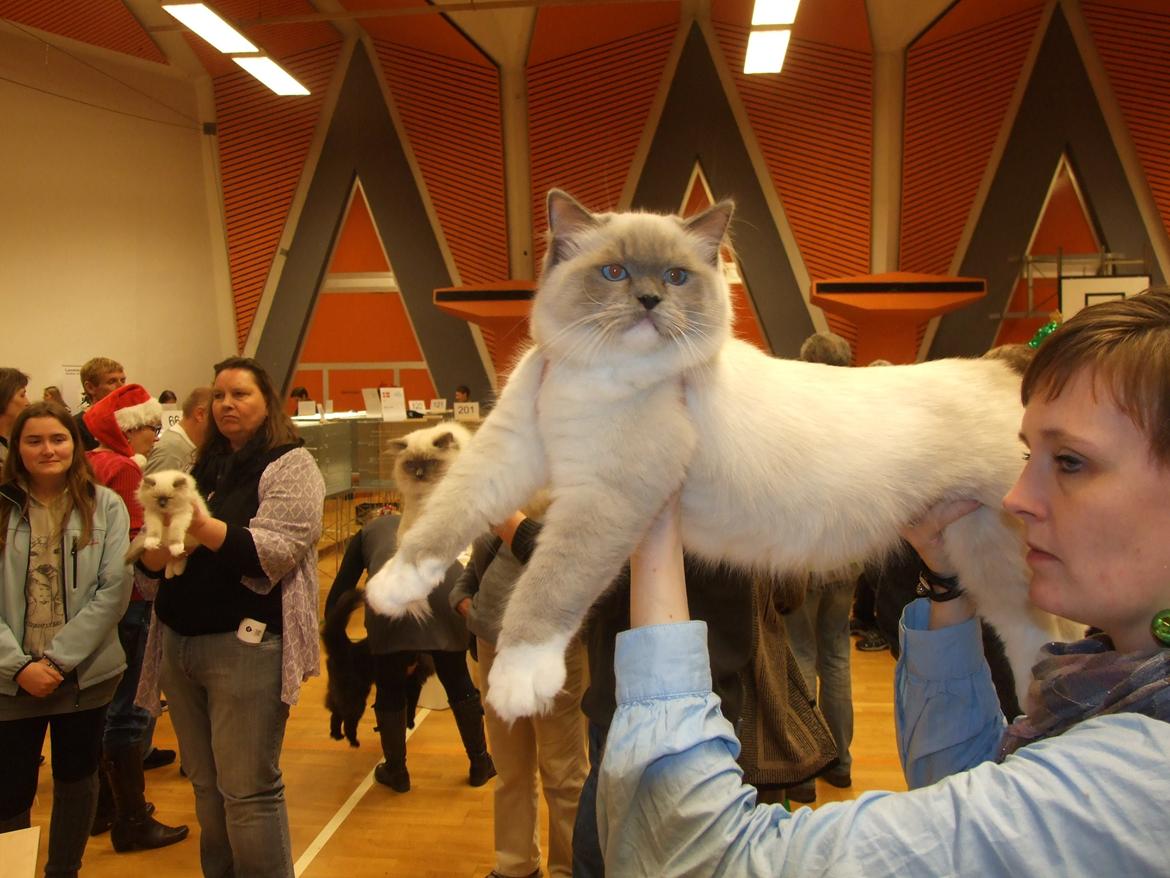 Ragdoll S* Gunbertus Echo JW billede 8