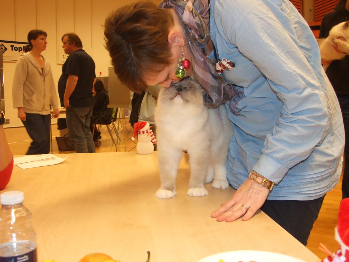 Ragdoll S* Gunbertus Echo JW billede 9