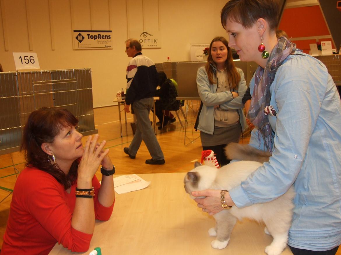 Ragdoll S* Gunbertus Echo JW billede 10