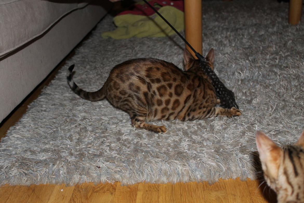 Bengal Fashion (Himmelkat) død 2021 billede 5
