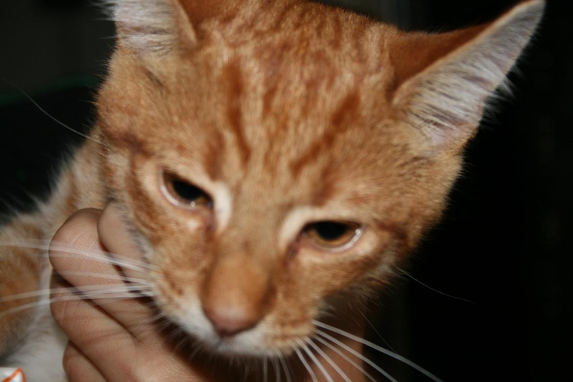 Huskat Alvin billede 5