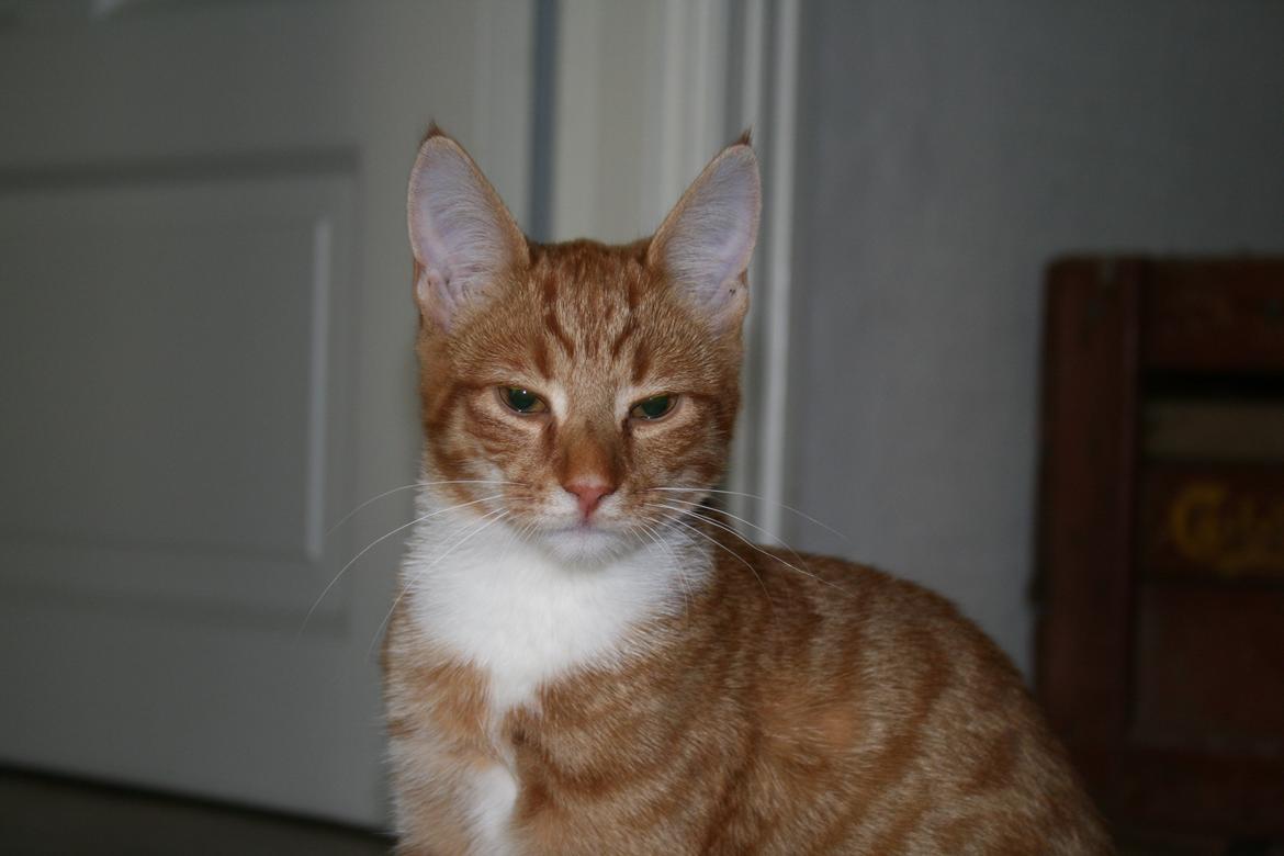 Huskat Alvin billede 6