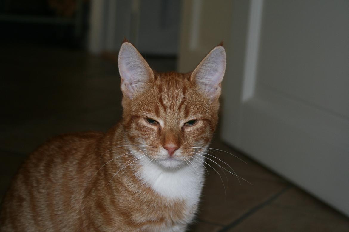 Huskat Alvin billede 7