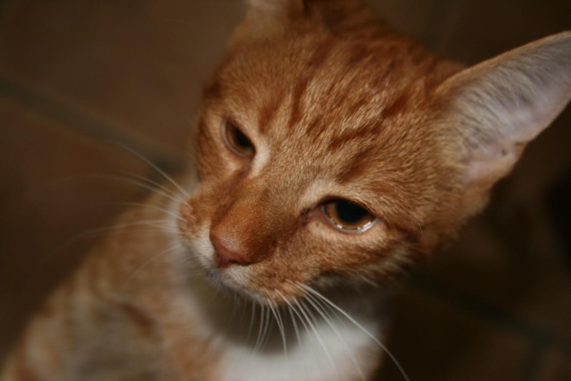 Huskat Alvin billede 8