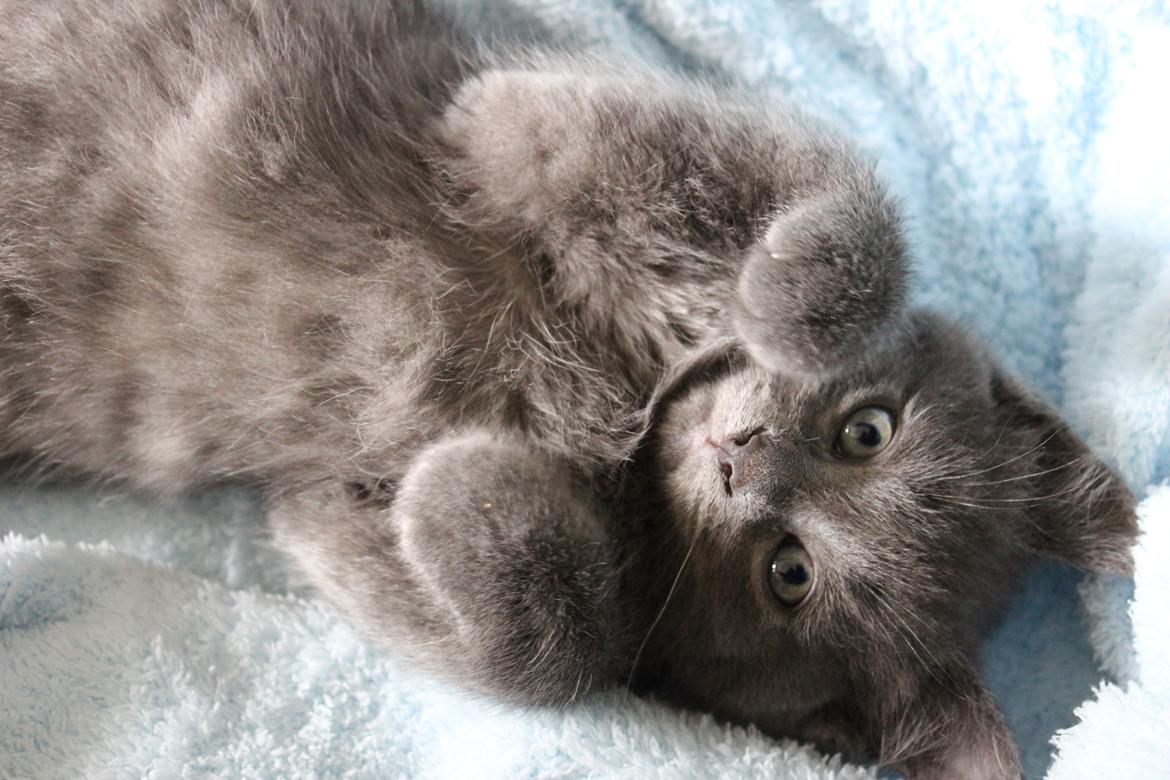 Blanding af racer Xilver - Den allerførste gang med den lille Xilver, på vej hjem i transportkassen. 10 uger gammel precist <3  billede 2