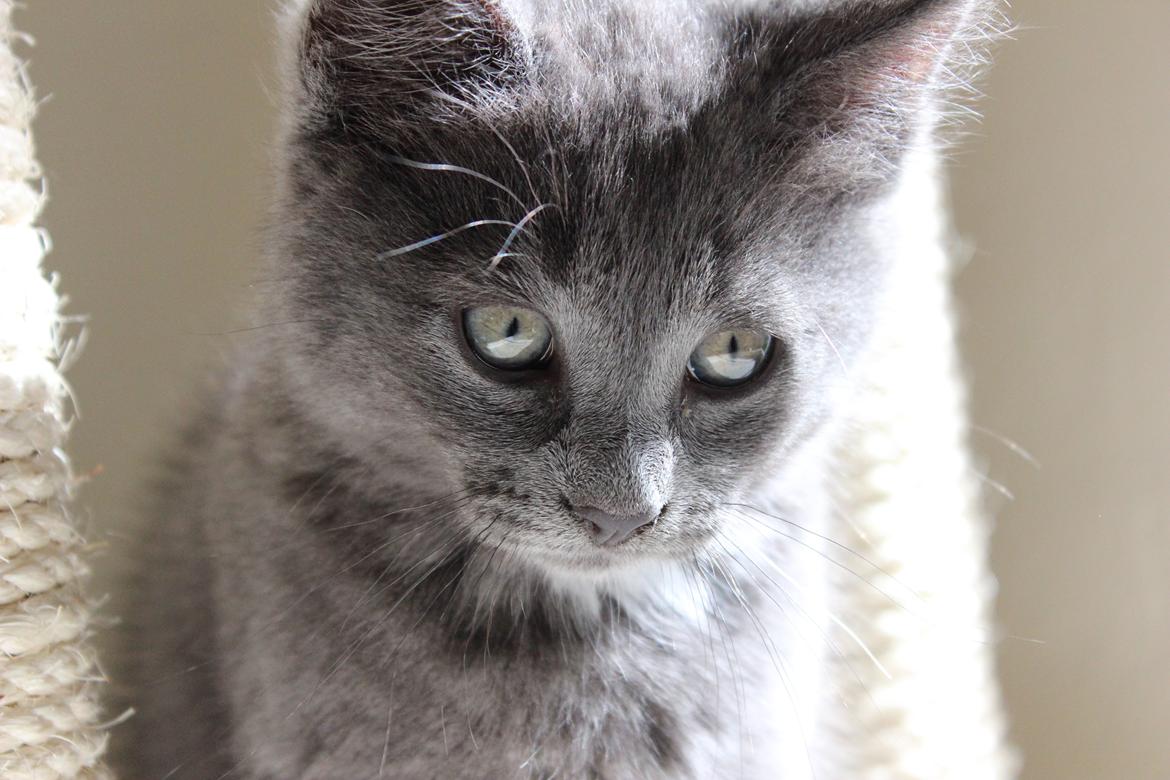 Blanding af racer Xilver - Endu et af de nyere billder af den lille Xilver. Hans øjes farve ses virkelig på dette billed.  billede 9