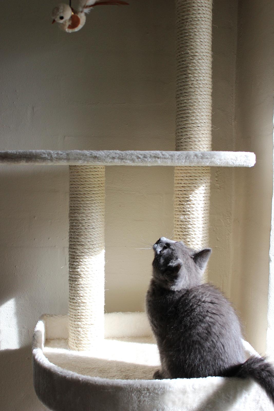 Blanding af racer Xilver - Når den lille mis ligger på lur. 23 uger gammel.  billede 10