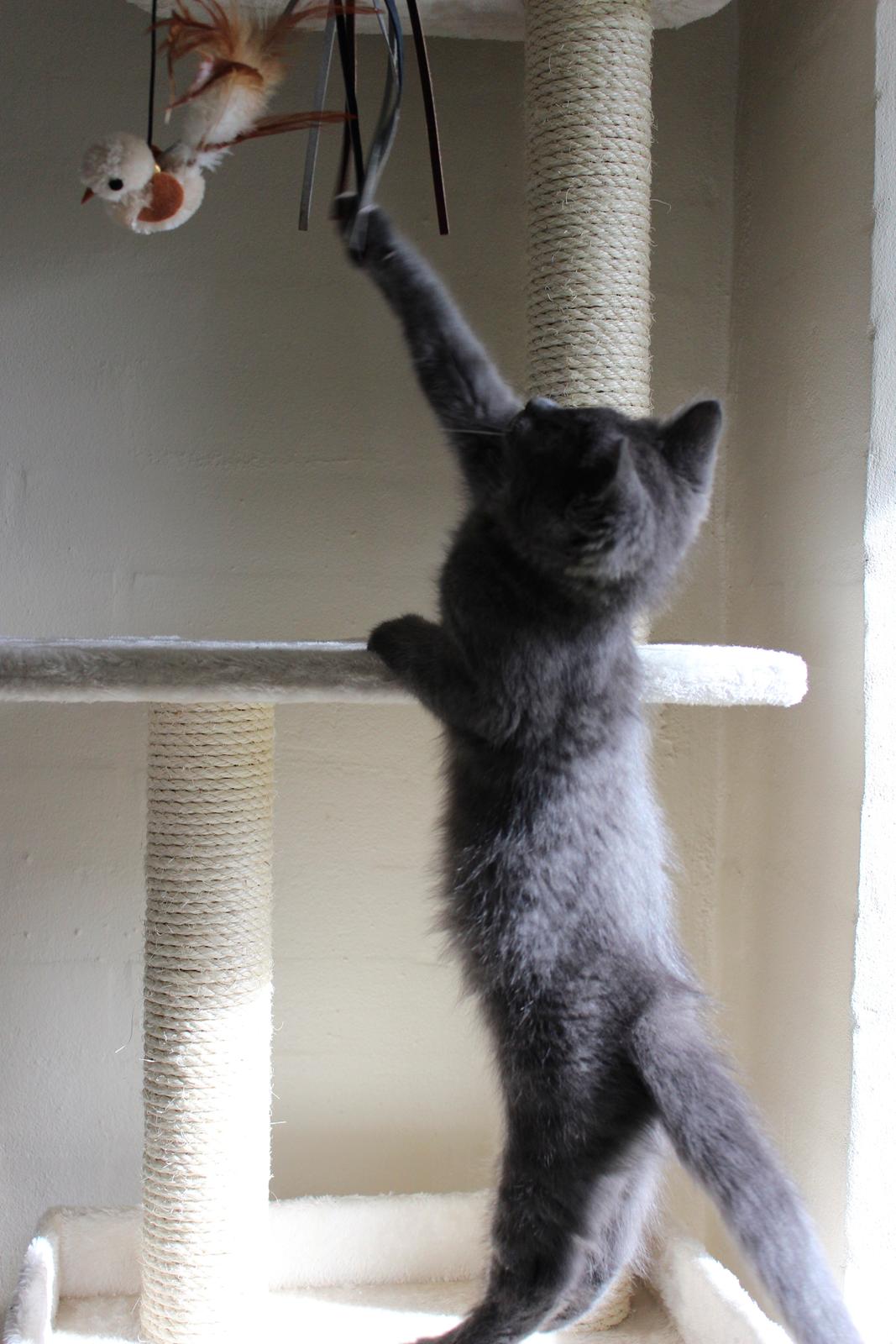 Blanding af racer Xilver - Og så springet. Min lille Xilver er meget adræt. Han kan springe utrolig højt med hans muskuløse bagben. Allerede som lille killing var han meget dygtig.  billede 11