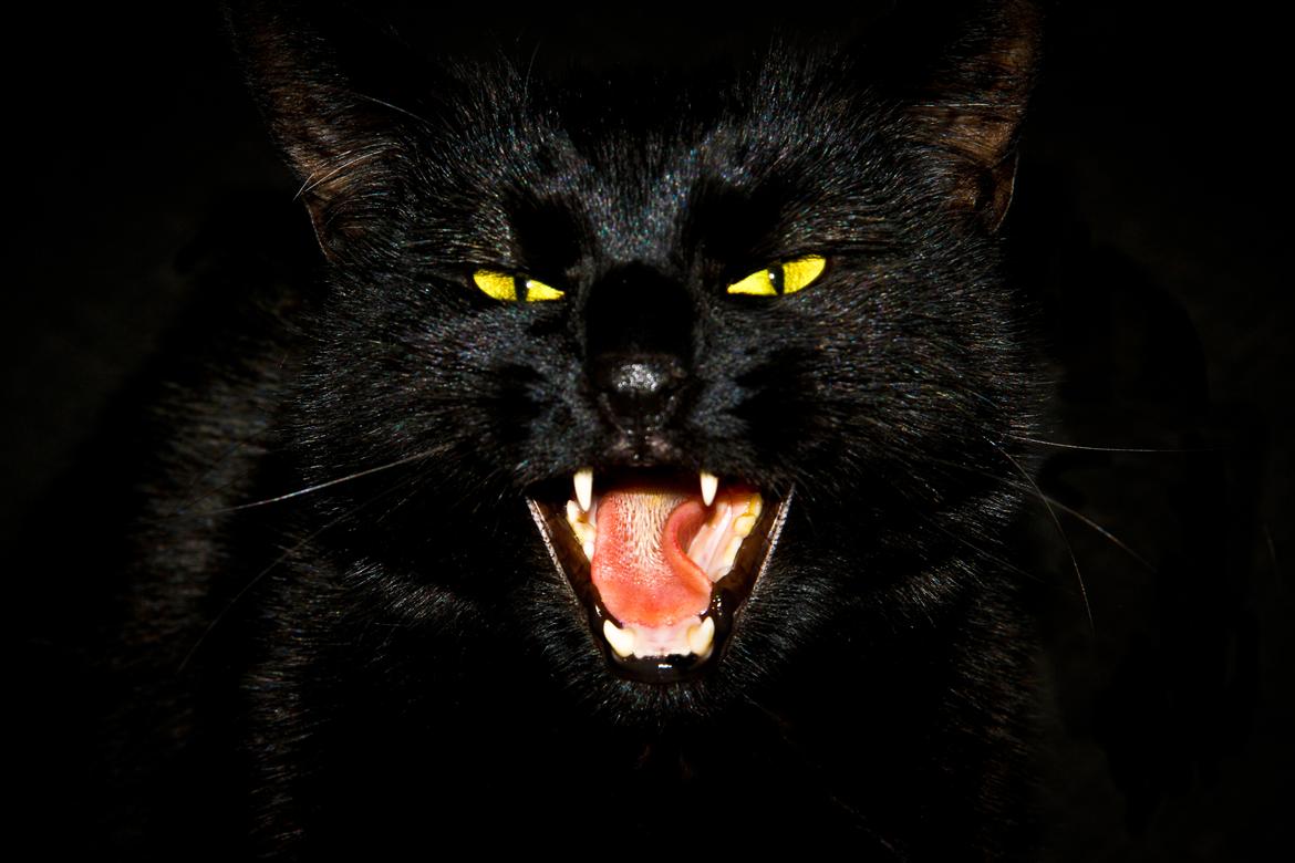 Huskat Anubis - Anubis skriger fornøjeligt og nysgerrigt, når kameraet er fremme. Diva-kat.  billede 1