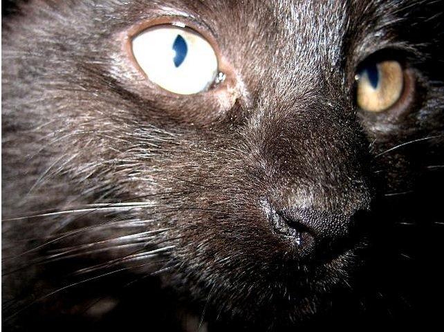 Huskat Anubis - Faceshot af Anubis, da han var 2 år gammel. billede 8