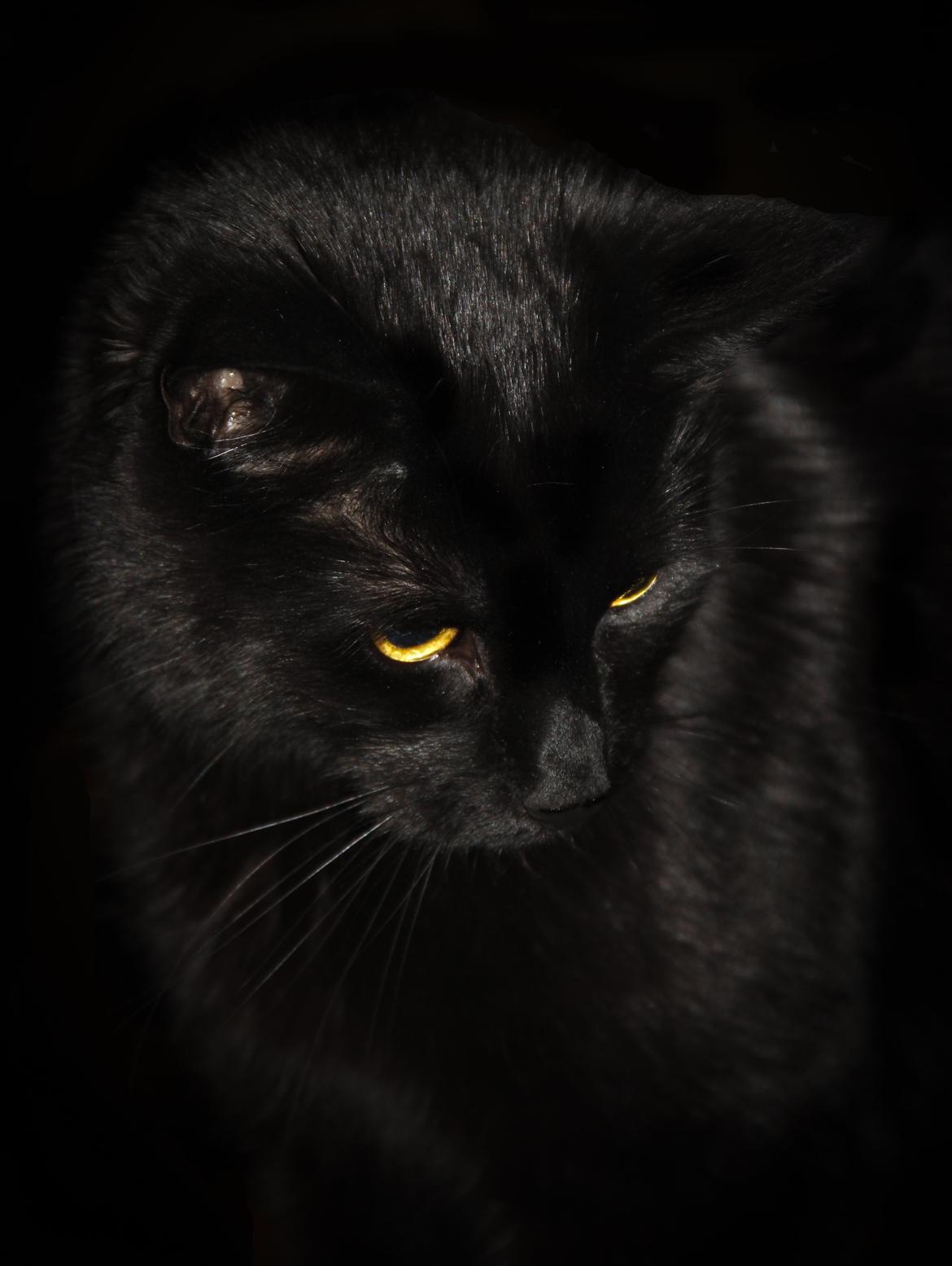 Huskat Anubis - Anubis, der filosoferer. billede 2