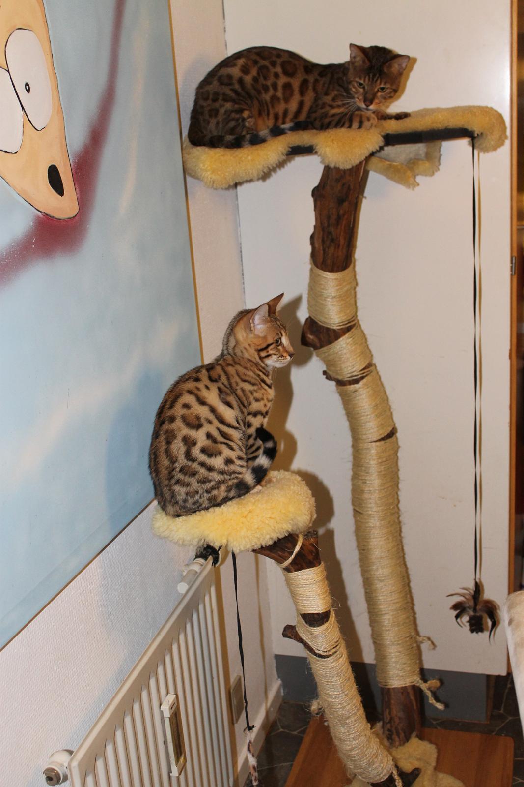 Bengal Fashion (Himmelkat) død 2021 billede 10