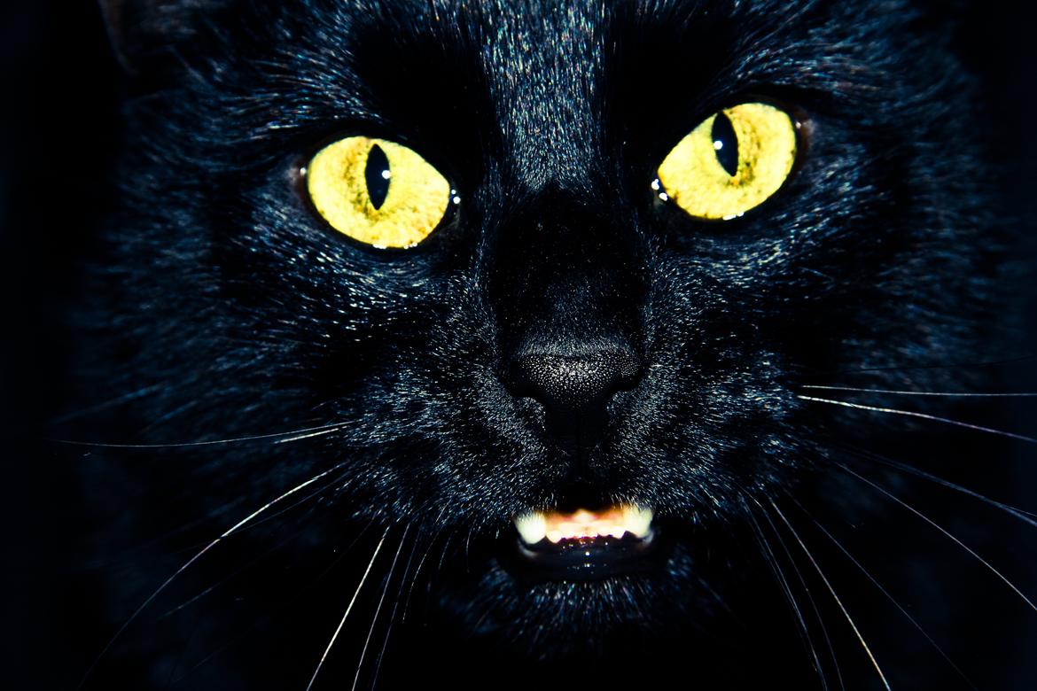 Huskat Anubis - Anubis close-up. billede 11