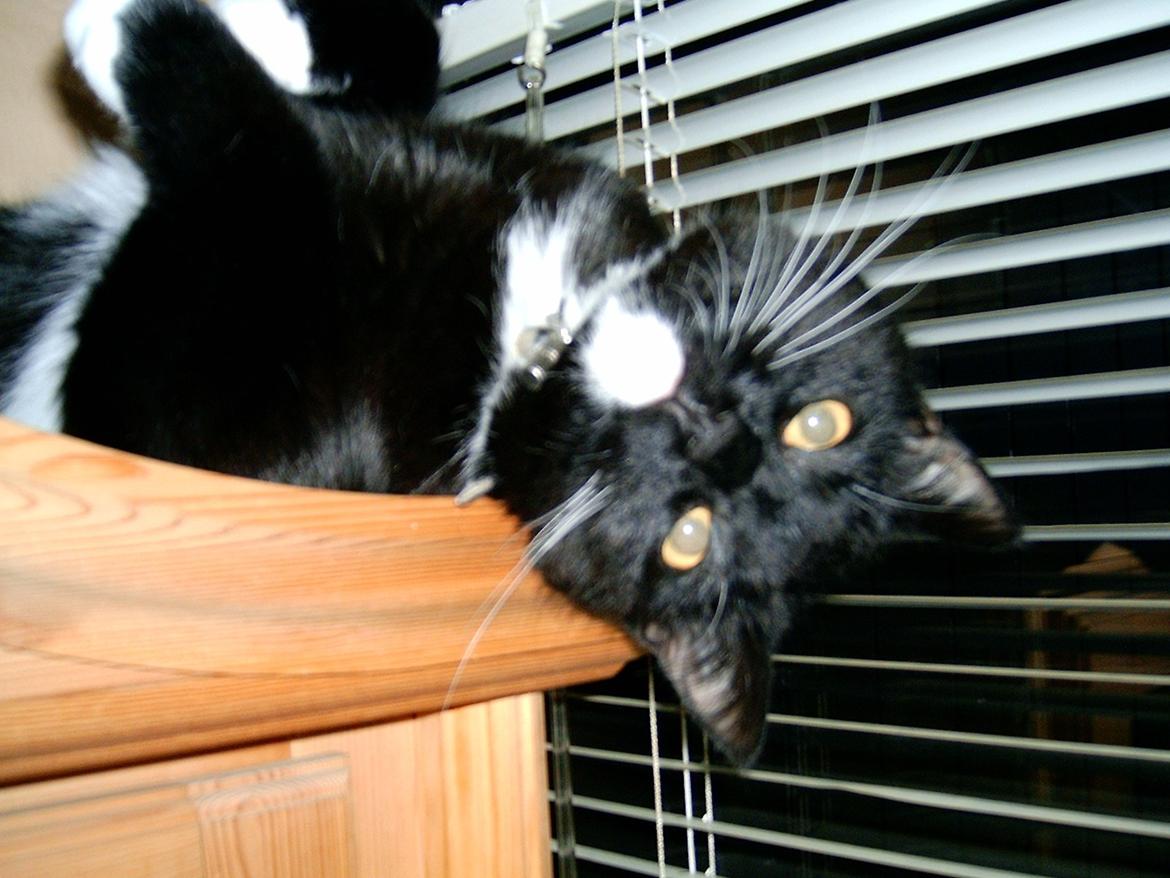 Huskat Sofus billede 1