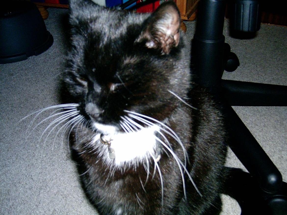 Huskat Sofus billede 2