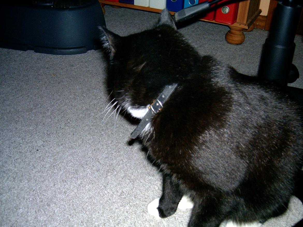 Huskat Sofus billede 3