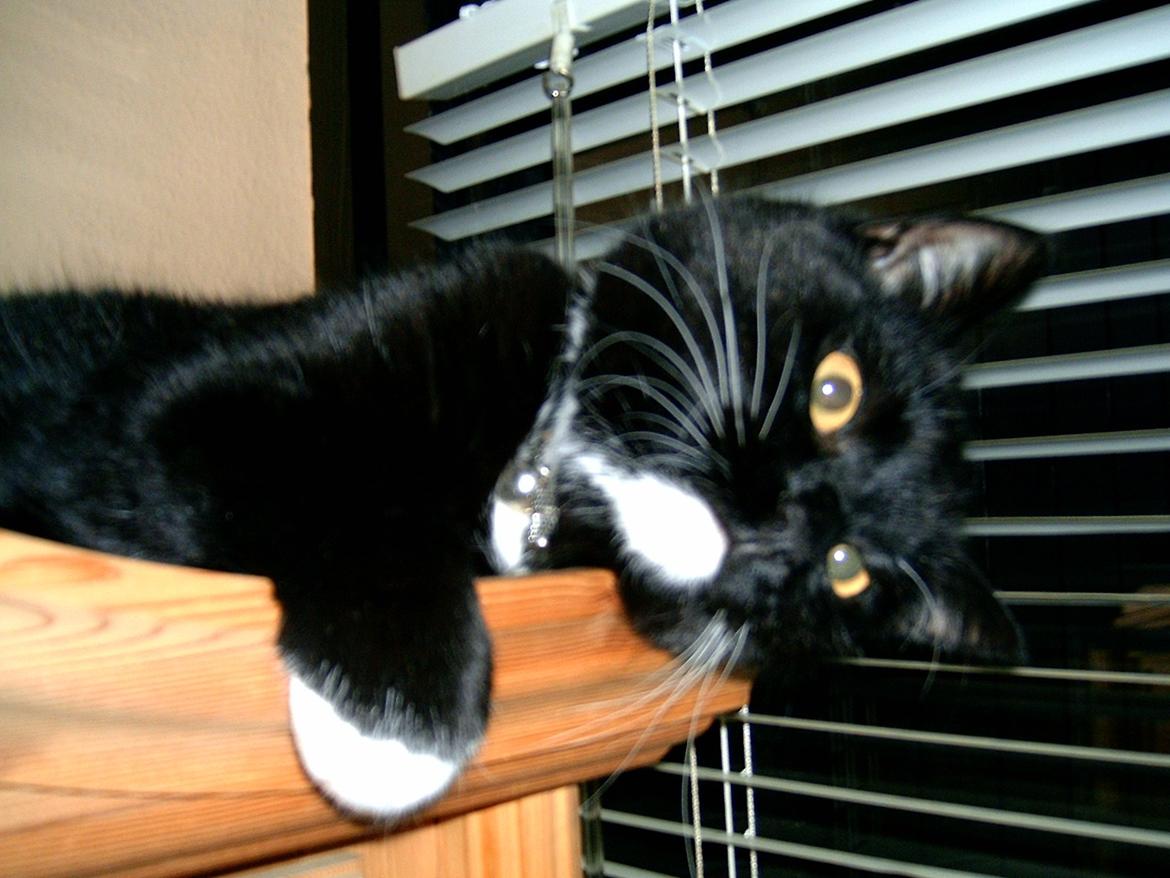 Huskat Sofus billede 4