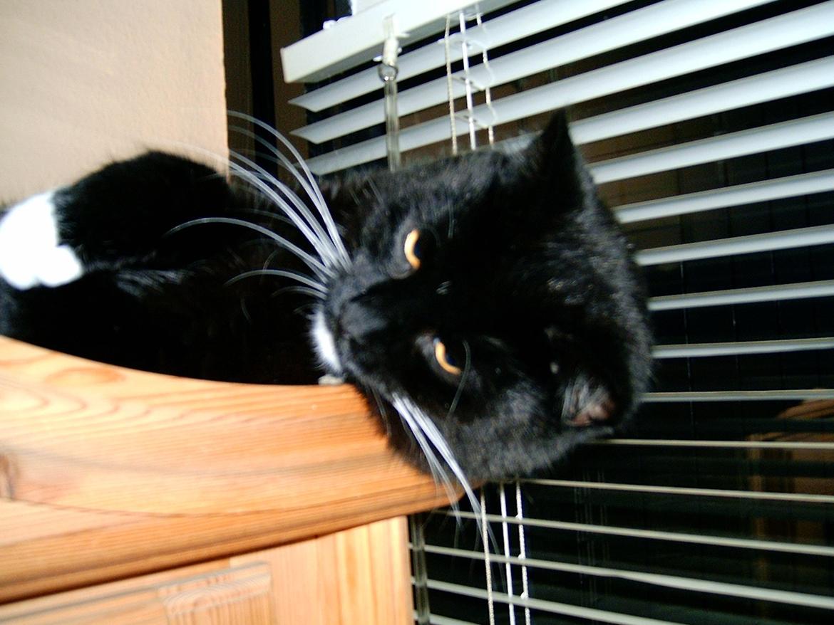 Huskat Sofus billede 5