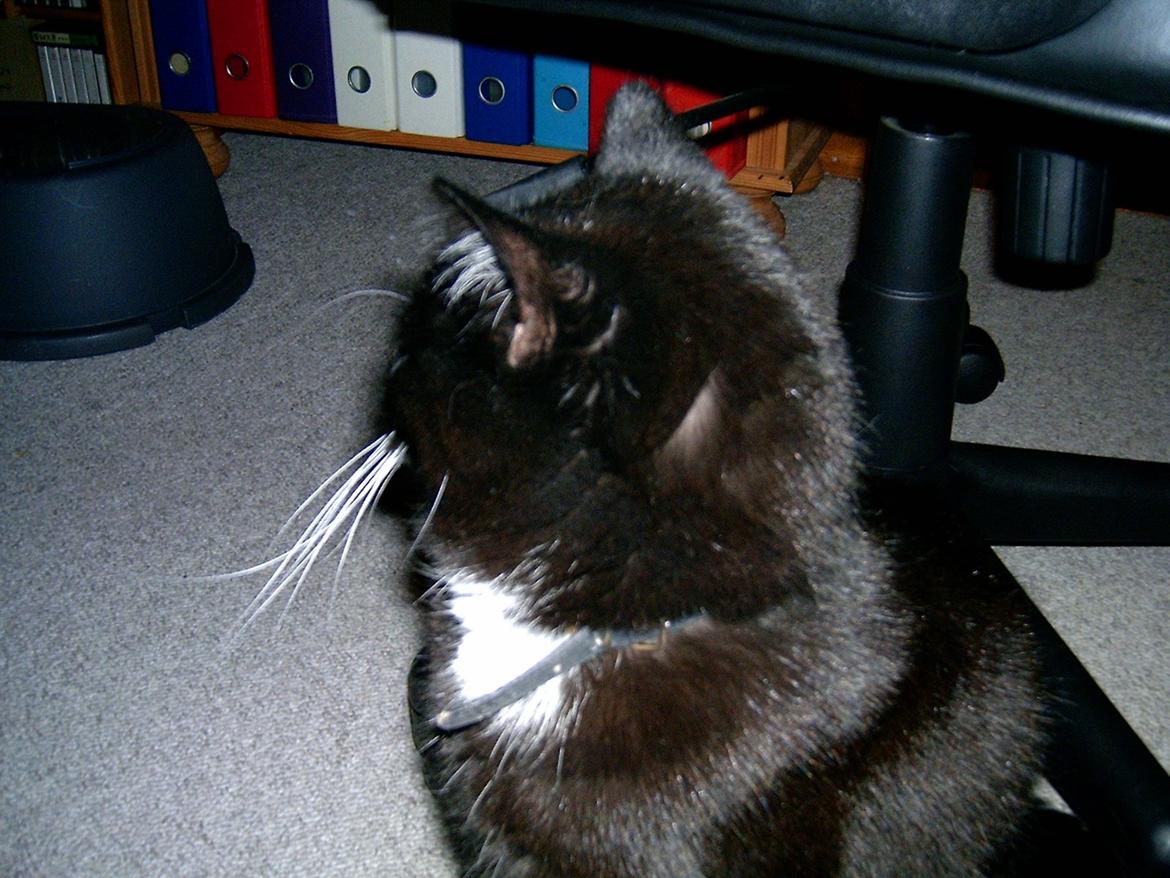 Huskat Sofus billede 6