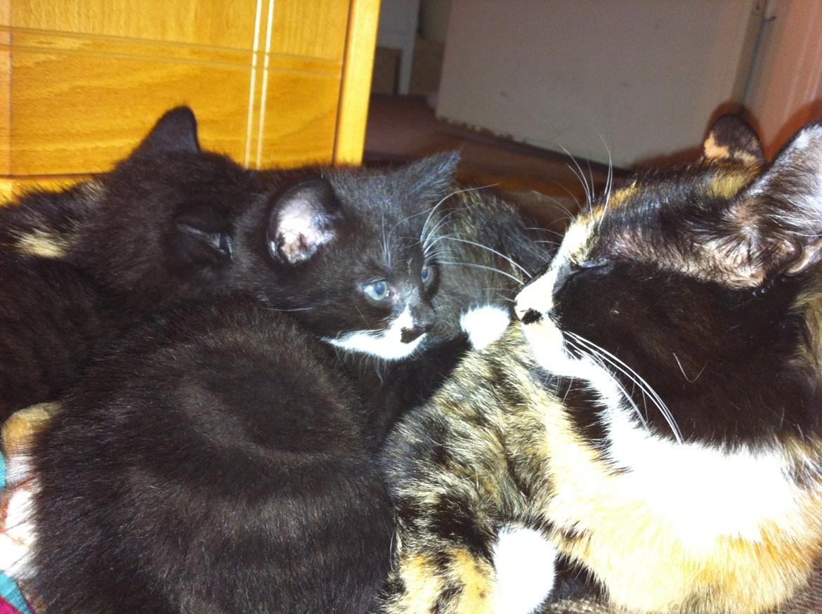 Huskat Hubert - Hubert med sin misse-mor billede 5