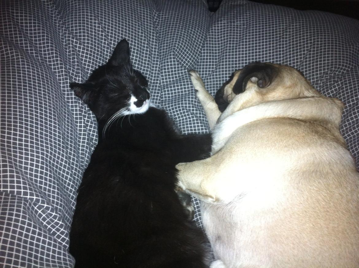 Huskat Hubert - Hubert ligger og putter med Lafite billede 6