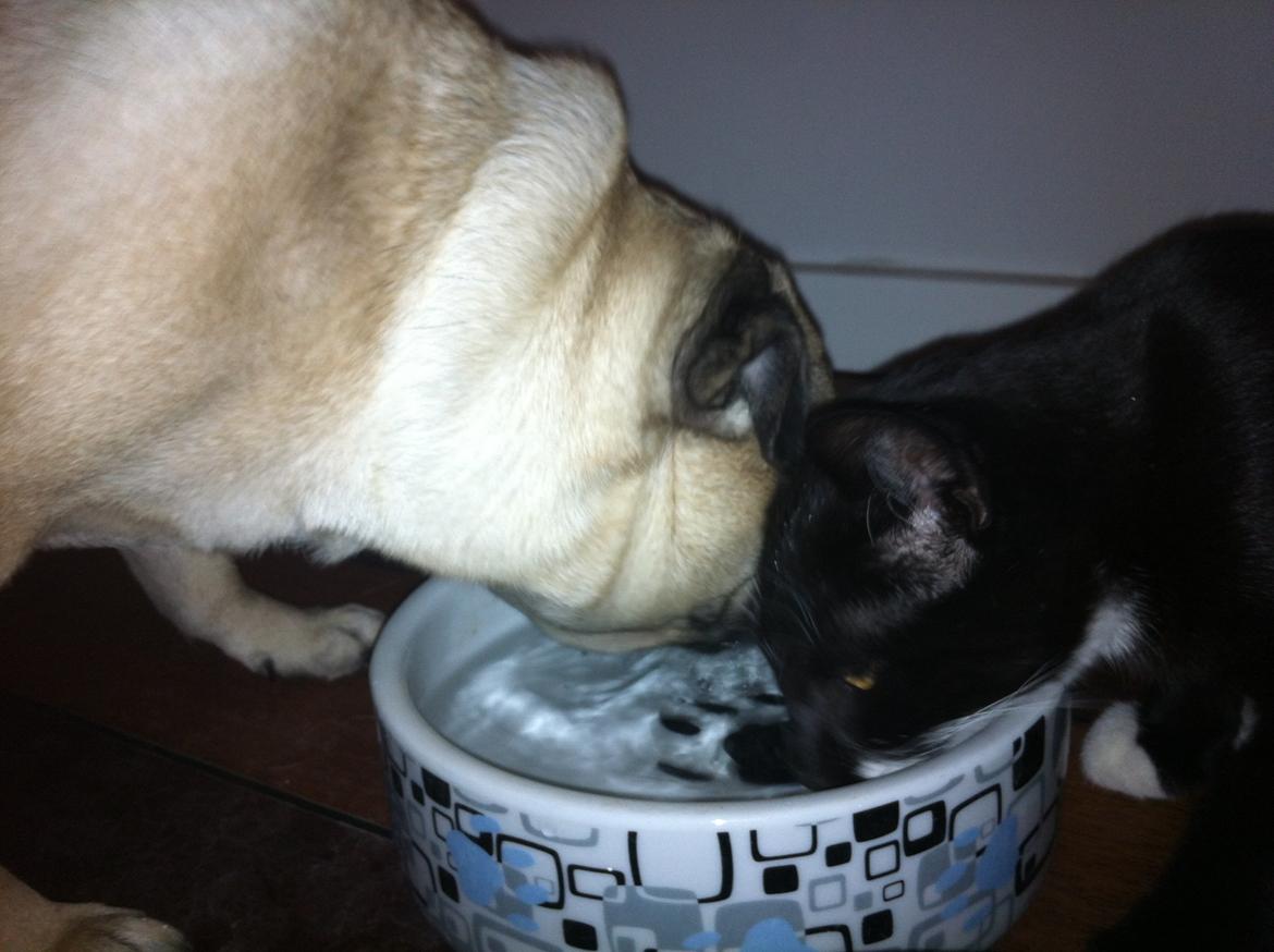 Huskat Hubert - Som venner man deler ! :) billede 8