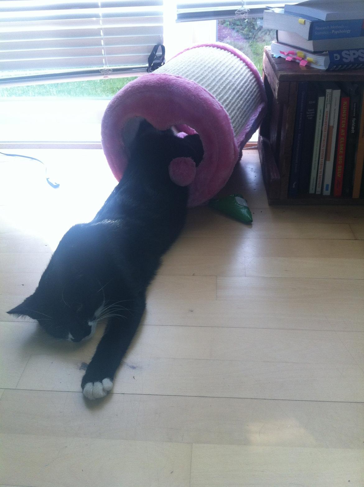 Huskat Hubert - Når man bliver for doven til at kravle helt ud. billede 10