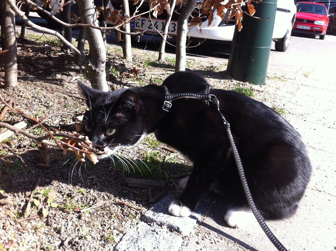 Huskat Hubert - Første tur udenfor..  billede 11